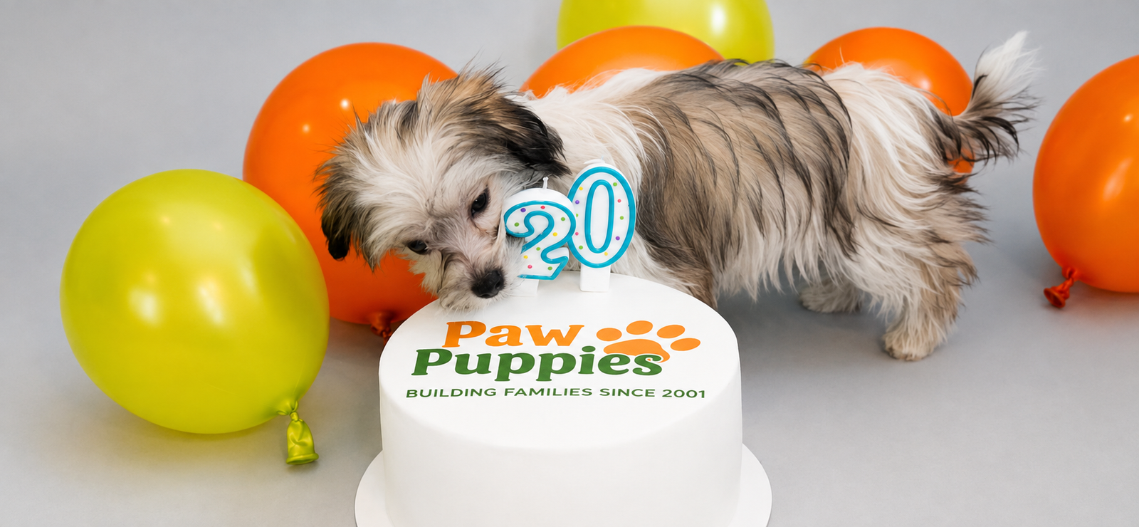 The Paw Puppies team — passionate dog lovers