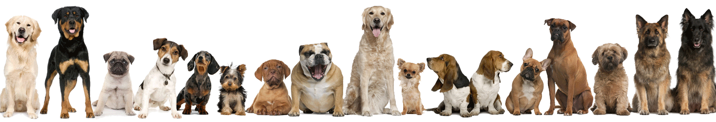 Our happy dog families